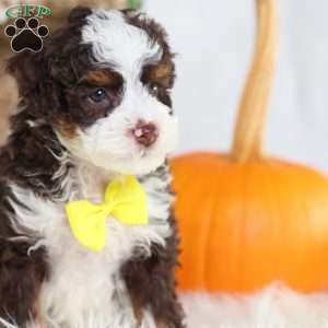 Flax, Mini Bernedoodle Puppy